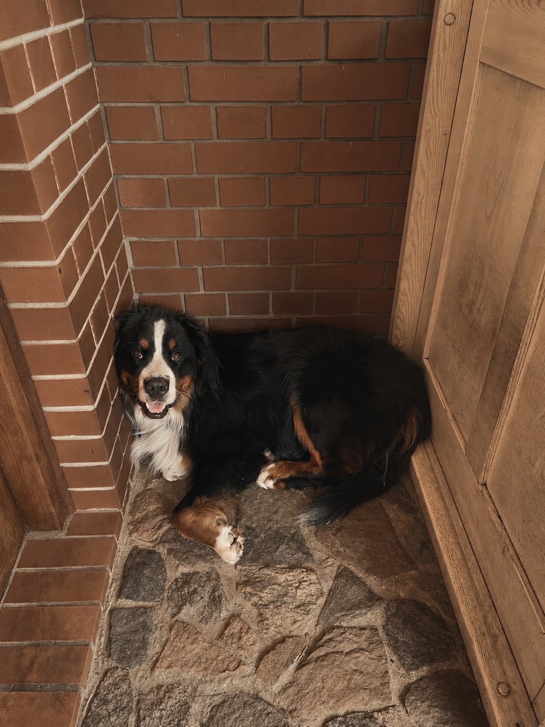 Harry — pies gospodarstwa Końcewo
