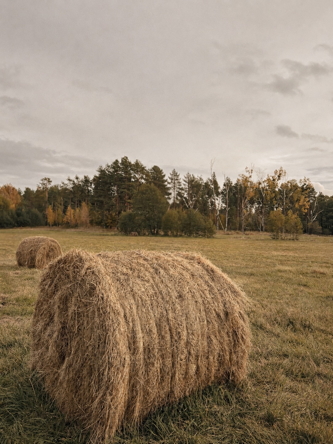 Bela siana na koszonej łące, las w tle